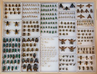 bee_specimens