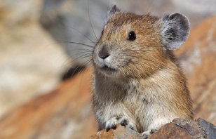 AmericanPika_t670