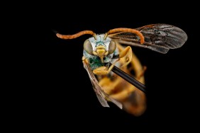 agapostemon_angelicus2c_m2c_face2c_pennington_county2c_sd_2012-11-13-10-39-30_zs_pmax_28820140355029