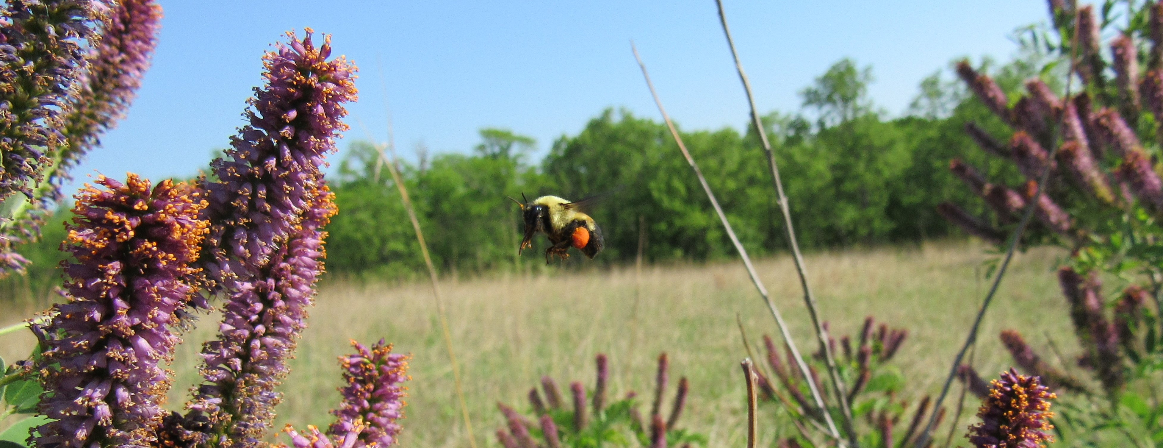 Maybee's Insects May Bee Update – K. R. Gastreich, Author