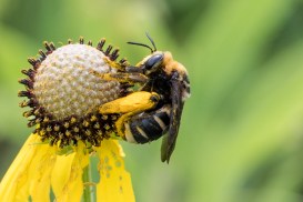 Matt Kelly, boonieadjacent.com